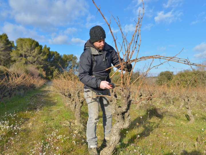 Le travail hivernal dans les vignes du Domaine Beauchamp